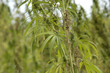 Foto: cannabis-16 cannabis-16