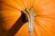 pumpkin stem