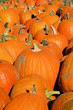 pumpkin patch