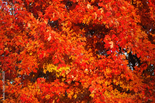 Photo: fall colors fall colors