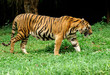sumatra tiger sumatra tiger