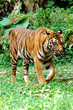 sumatra tiger sumatra tiger