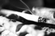 smoking