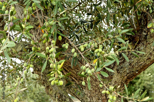 portugal, alentejo: olive tree