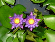purple blue lotus flowers