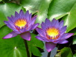 purple lotus flowers