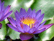 blue purple lotus flower