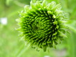 green bud