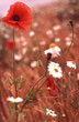 poppy field 2