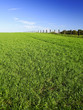 grüne wiese