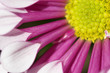 flower detail
