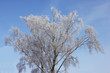 winter background