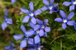 primavera