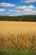 late summer