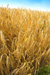 wheat