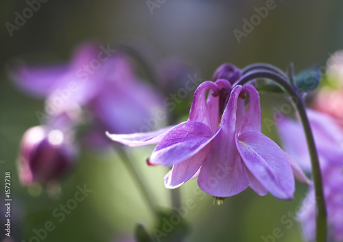 Photo: twin flowers twin flowers
