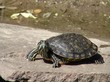 schildkröte schildkröte