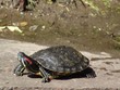 schildkröte schildkröte