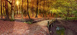 autumn sunset in forest