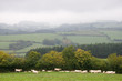 view on burgundy, france