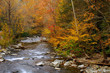 autumn stream alpha