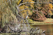 autumn reflection