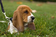 Foto: basset hound laying in the grass basset hound laying in the grass