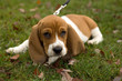 Foto: basset hound laying in the grass basset hound laying in the grass