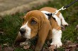 Foto: basset hound laying in the grass basset hound laying in the grass