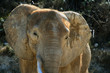 elephant head