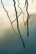 reflet de mat dans l'eau