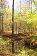autumn stream