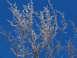 rime tree