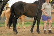 horse training
