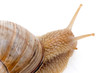 snail