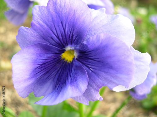 violette violette