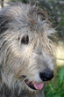 Foto: hundeportrait hundeportrait