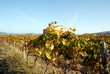 vigne haute vigne haute