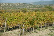 vigne jaune vigne jaune