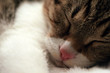 chat