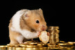 hamster knabbert an euromünzen
