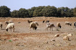 moutons