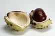 cheesnut