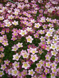 blumen