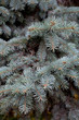 branches fir tree