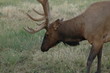 cerf cerf