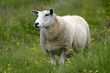 mouton mouton