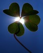 lucky 1