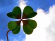 lucky 4