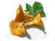 girolles 2 girolles 2